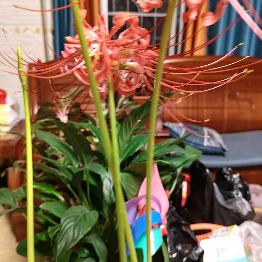 荣姐《拒连赞》