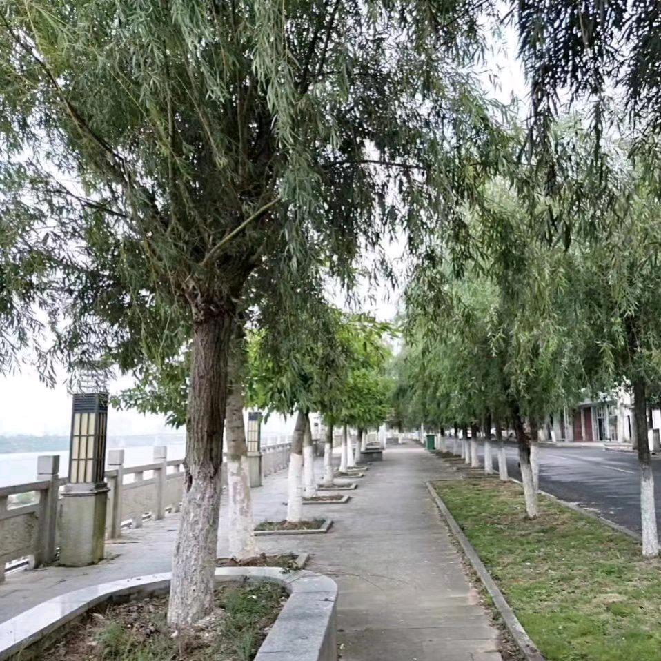 河南太康肠粉哥