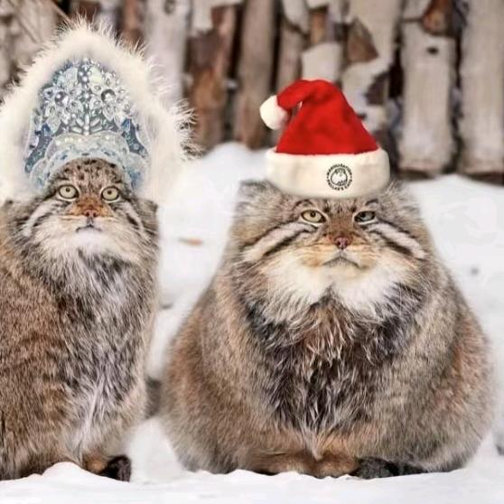 🌪️🌧️🏠殇宝🌈