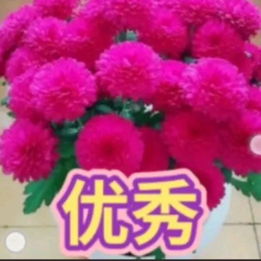 随心