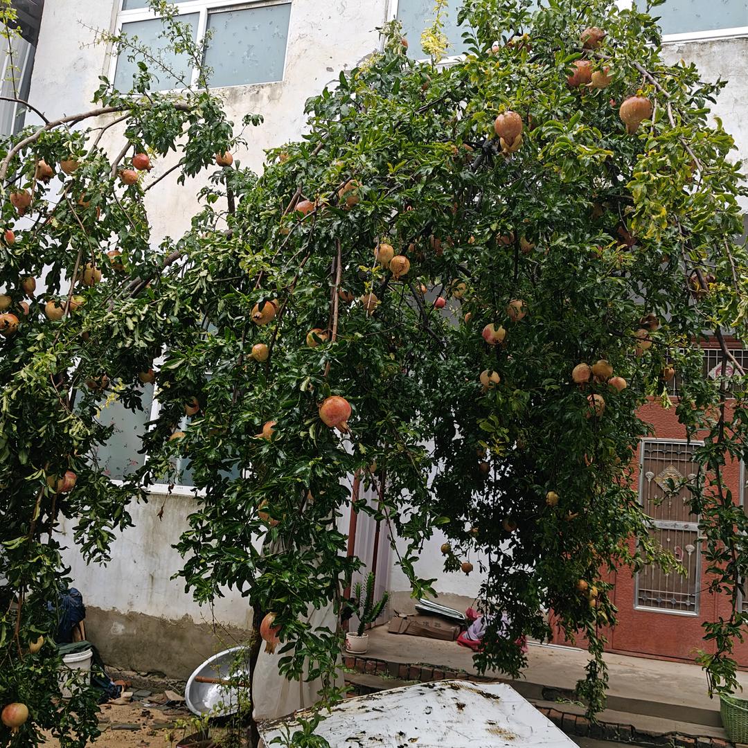 平安是福，