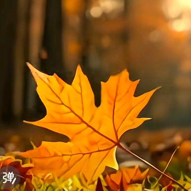 枫叶🍁