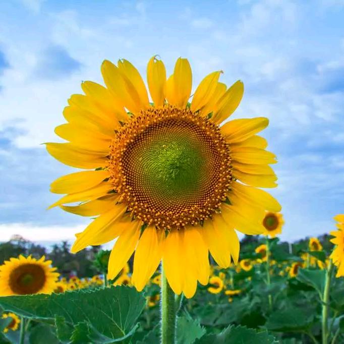 向阳花