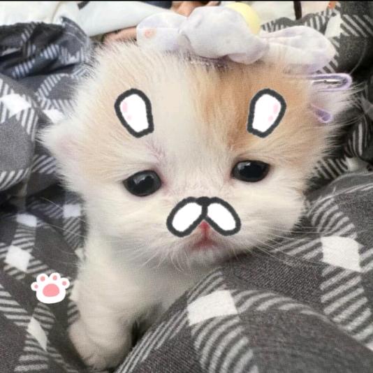 摸一凹喵