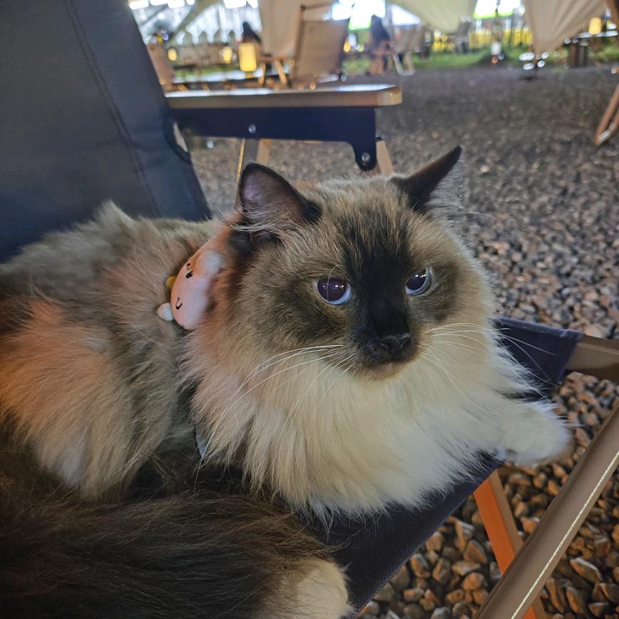 钱多多🐱