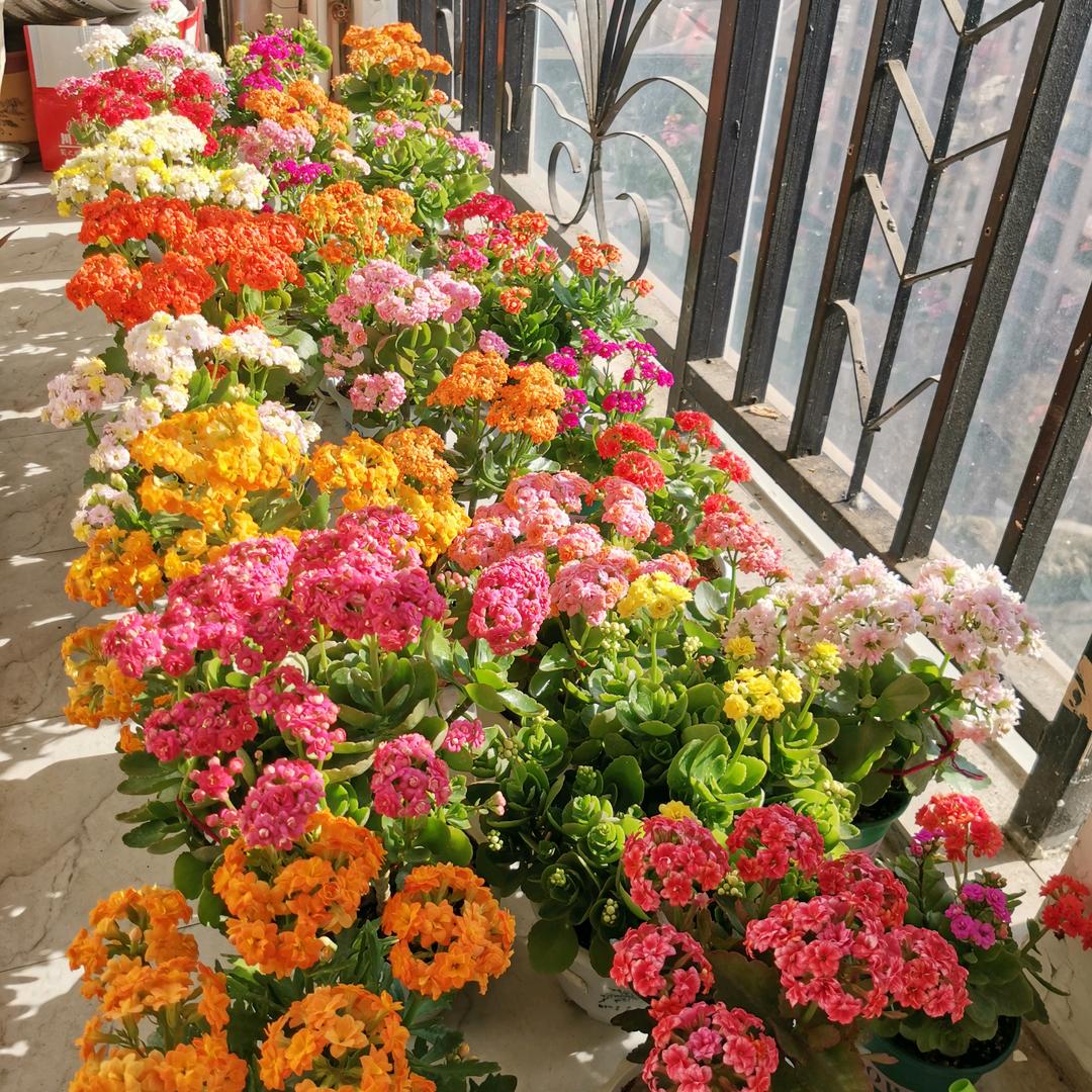独爱长寿花