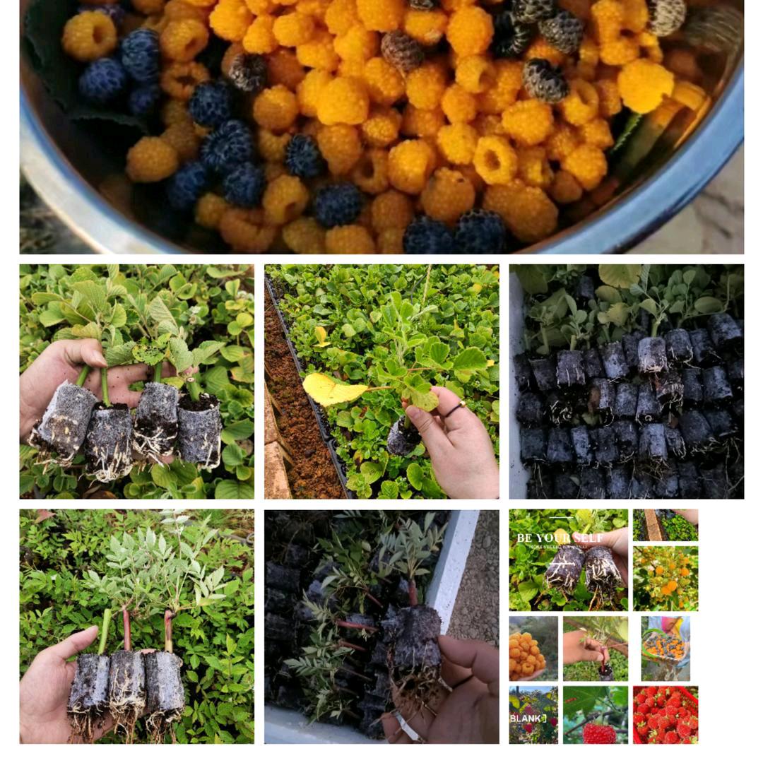 无刺黄泡黑泡树莓苗
