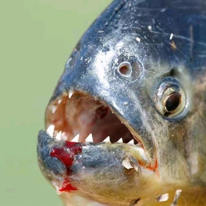 政煊水族工作室