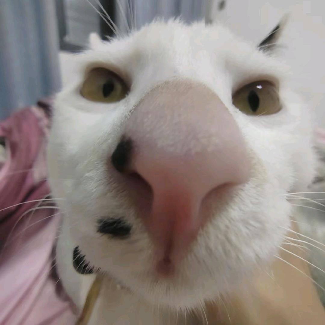 可爱的灯笼