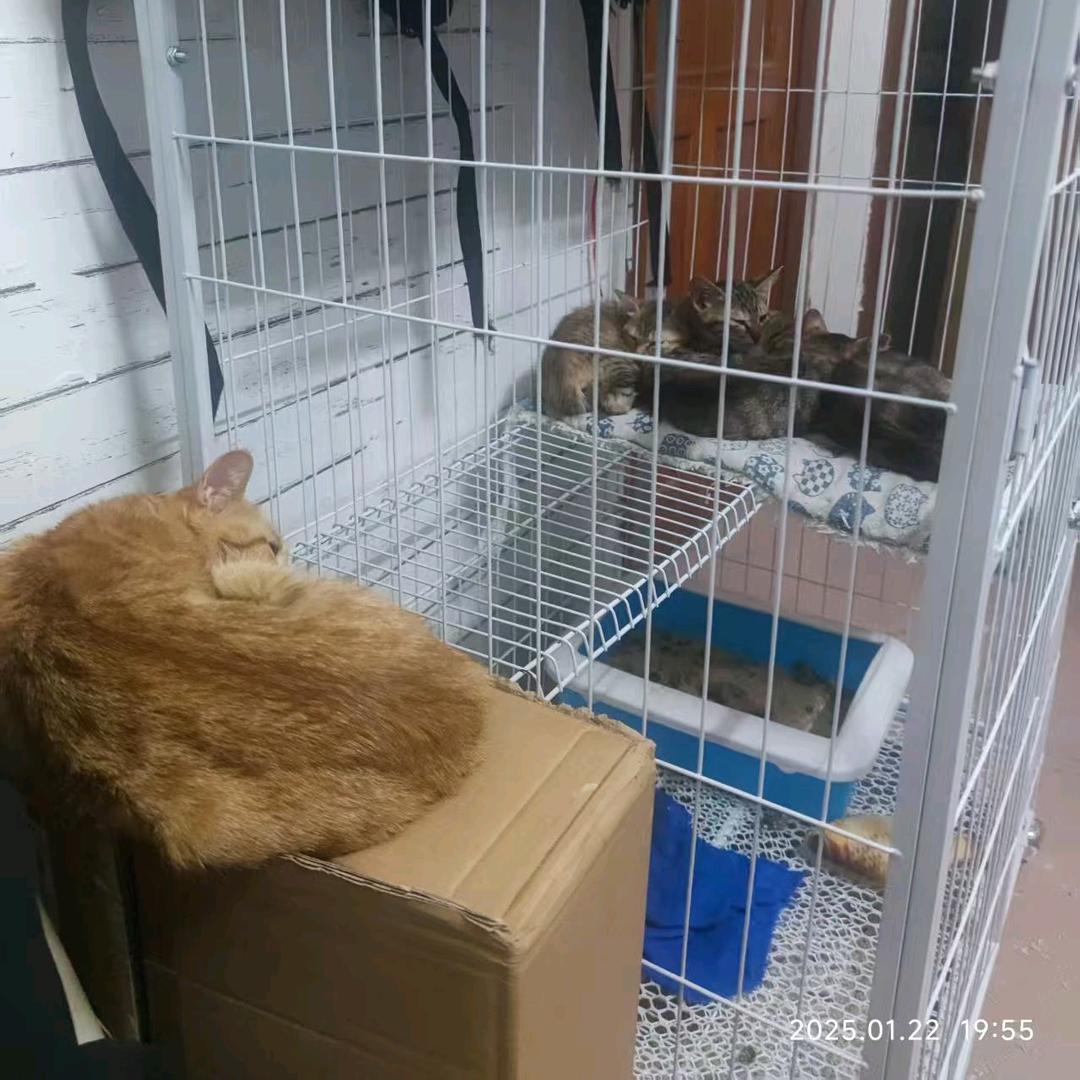 猫瘦人肥