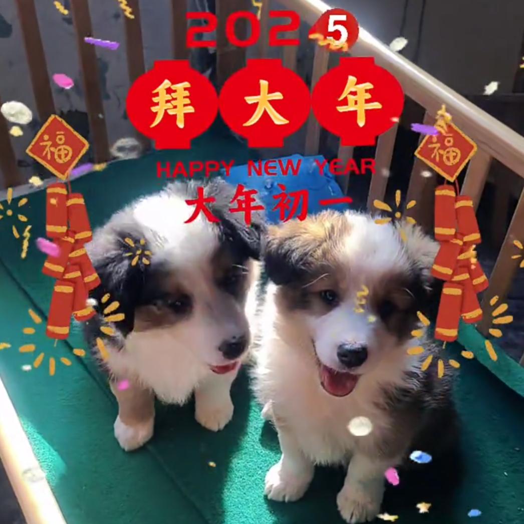 大传 边牧