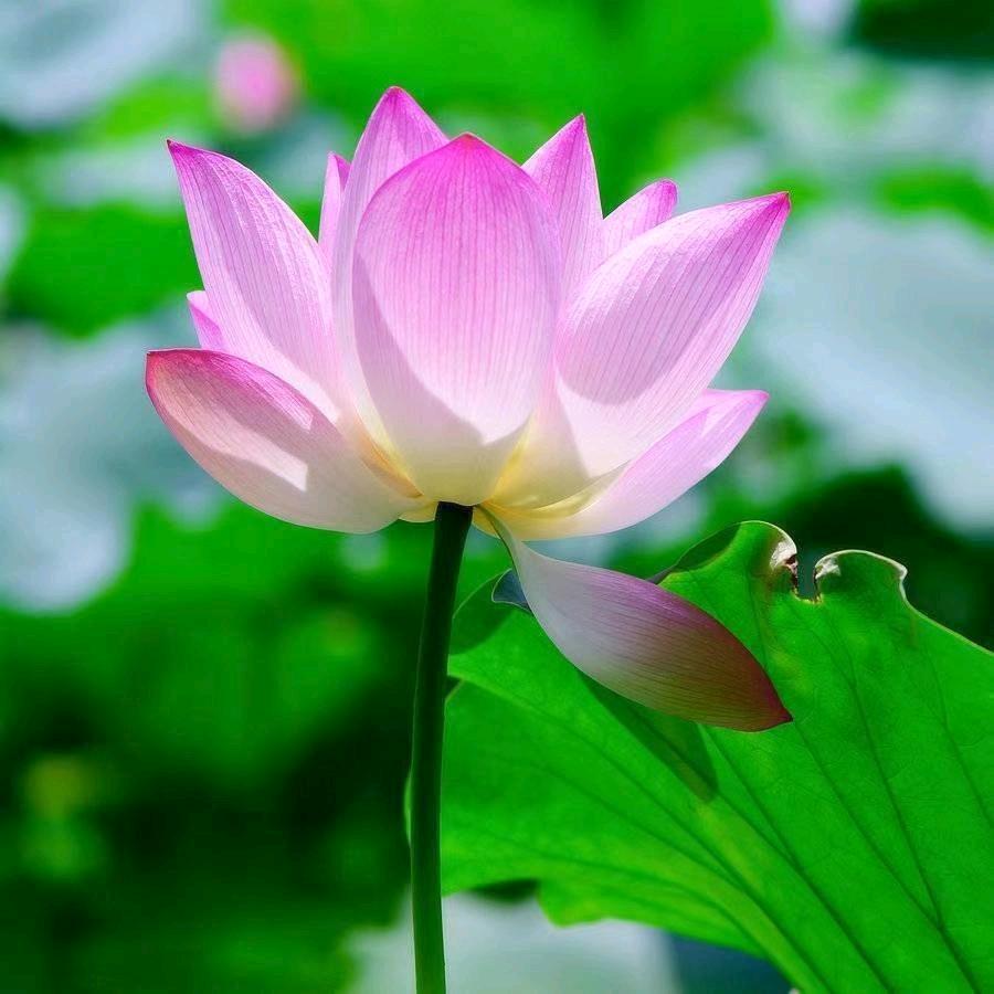 二☘️月✨✨
