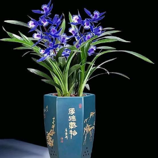 林中樵客头像