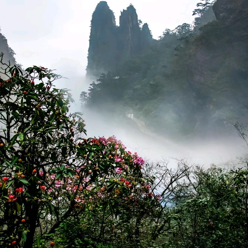 新悦绿植