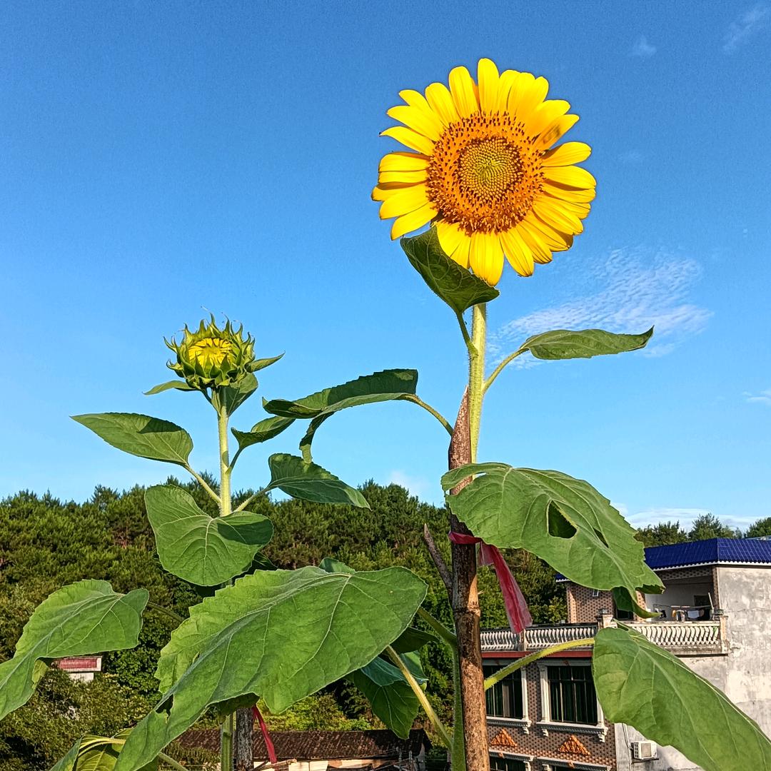 @陆公子头像
