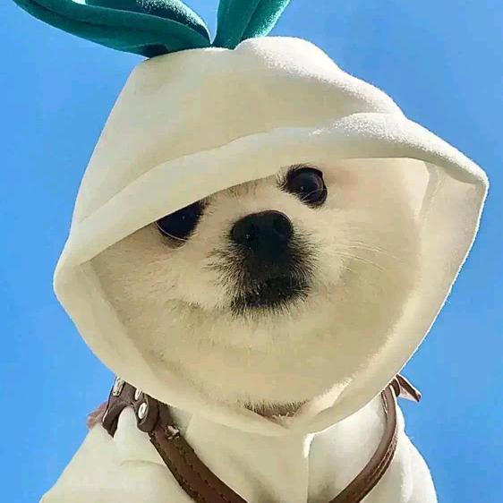 隔壁老高
