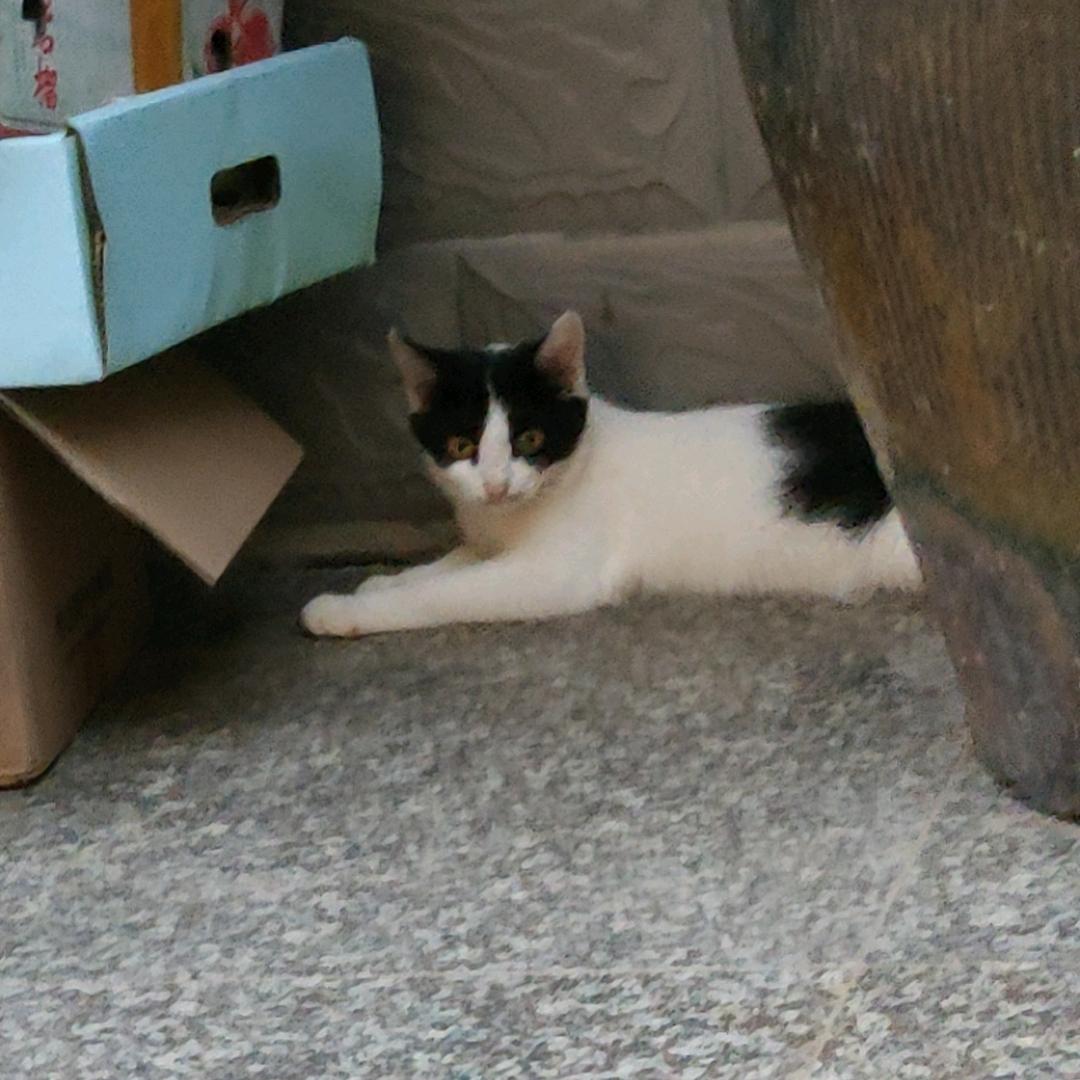 脸上有gd的小猫