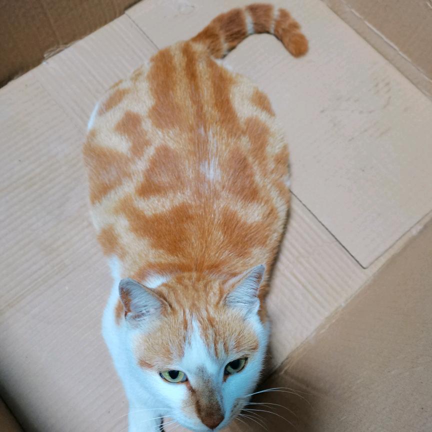 猫猫wm