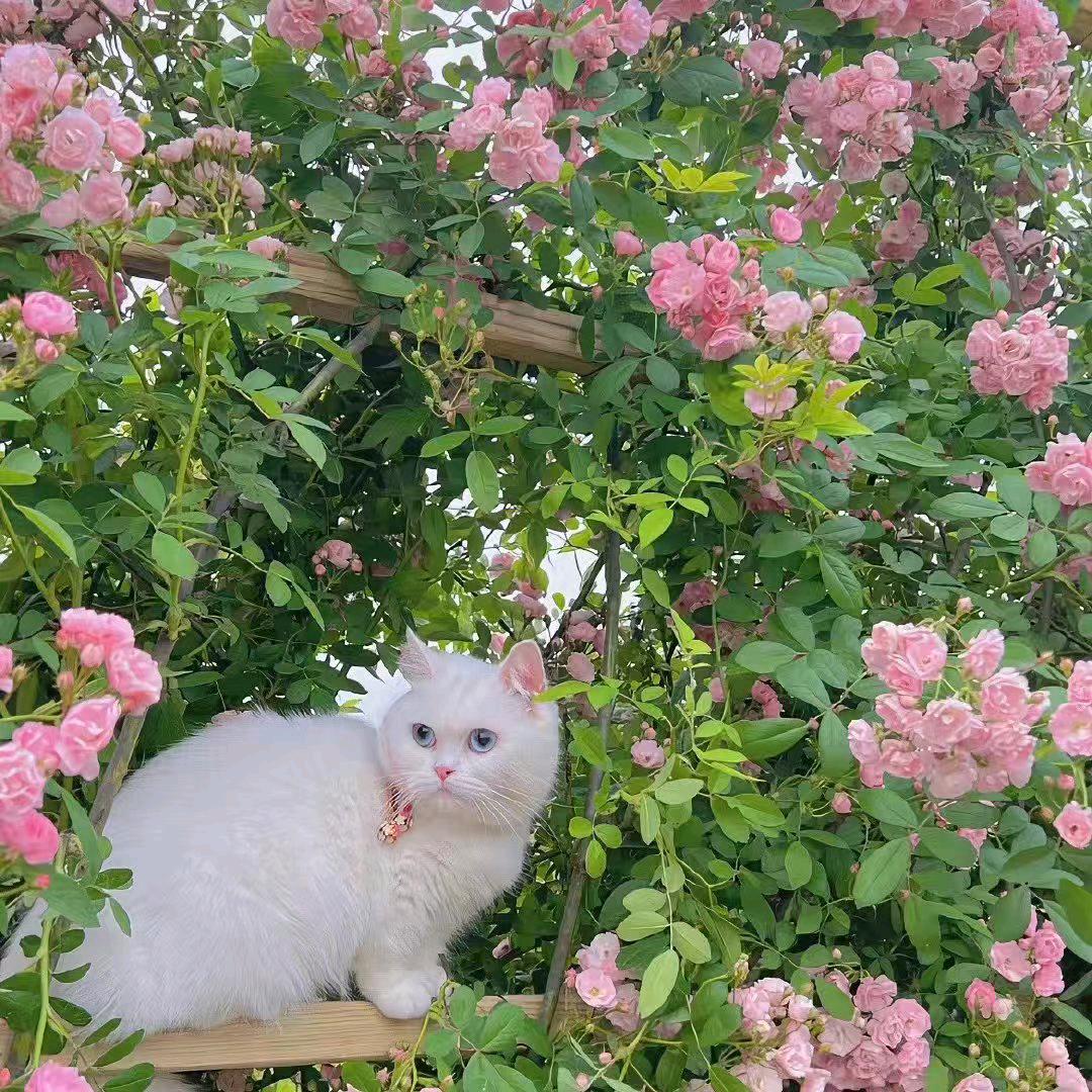 小苹果
