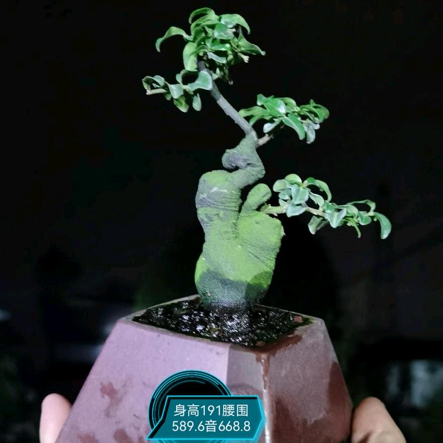 黄家园艺小号
