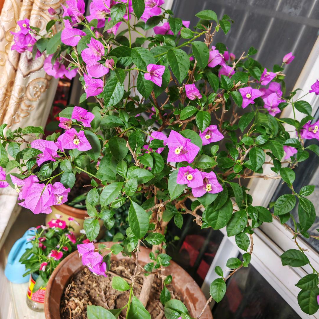 淡若秋菏