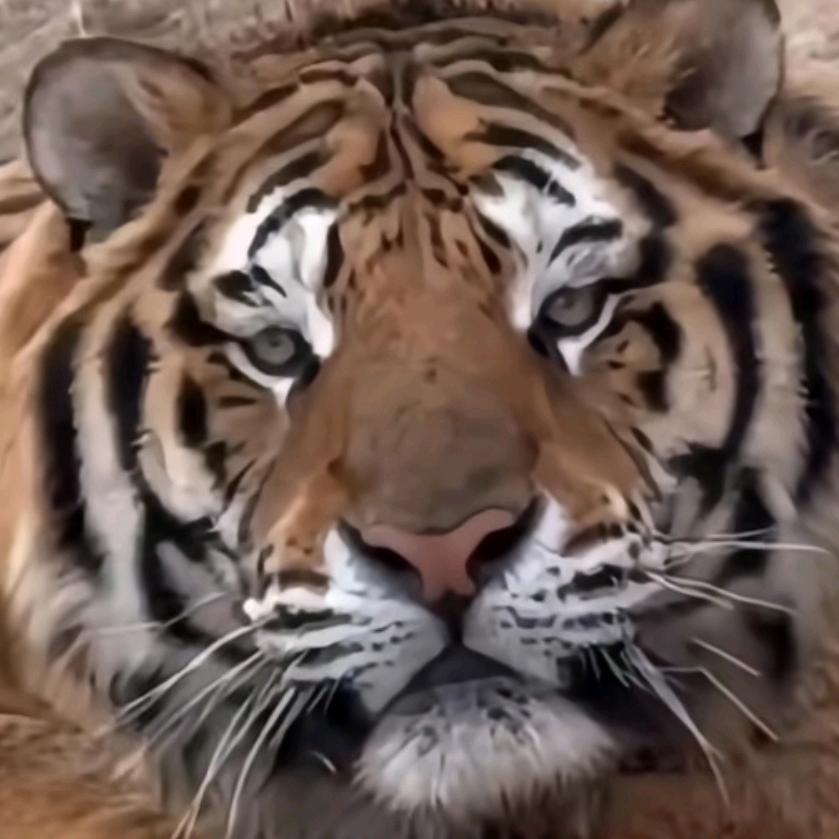 二两桃花酿作酒