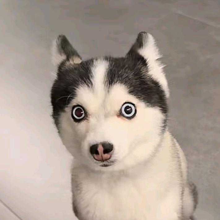 大聪明