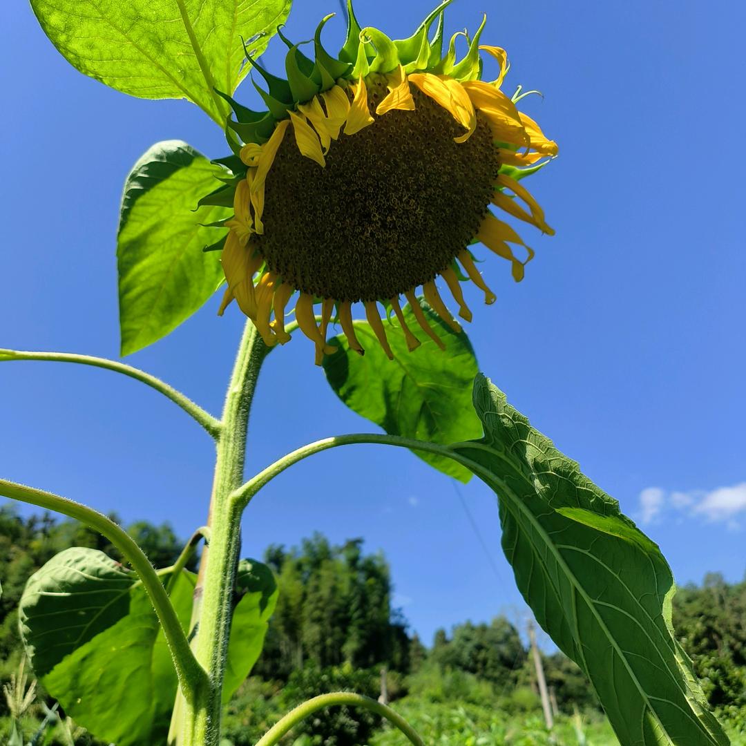 川坳九制黄精王辉