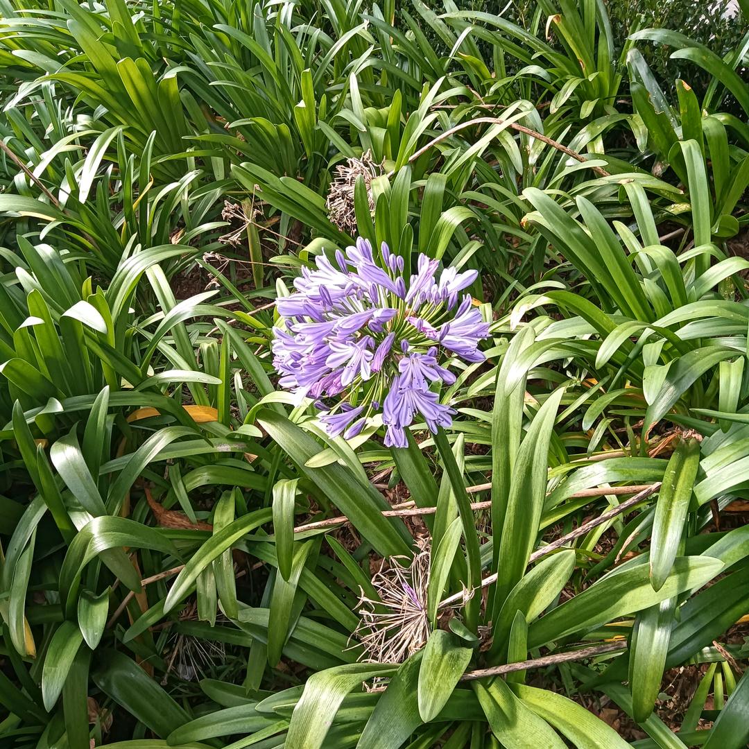 《望子成龙》吉祥二宝