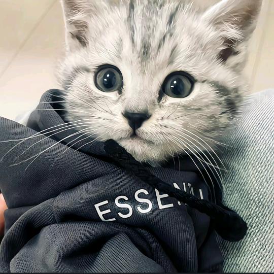 kiki