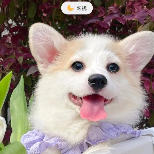 甜依珠宝行自播号