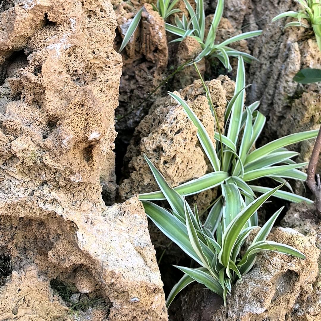 吹吹人间发财风