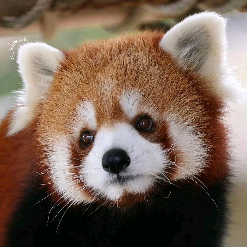请叫我大王