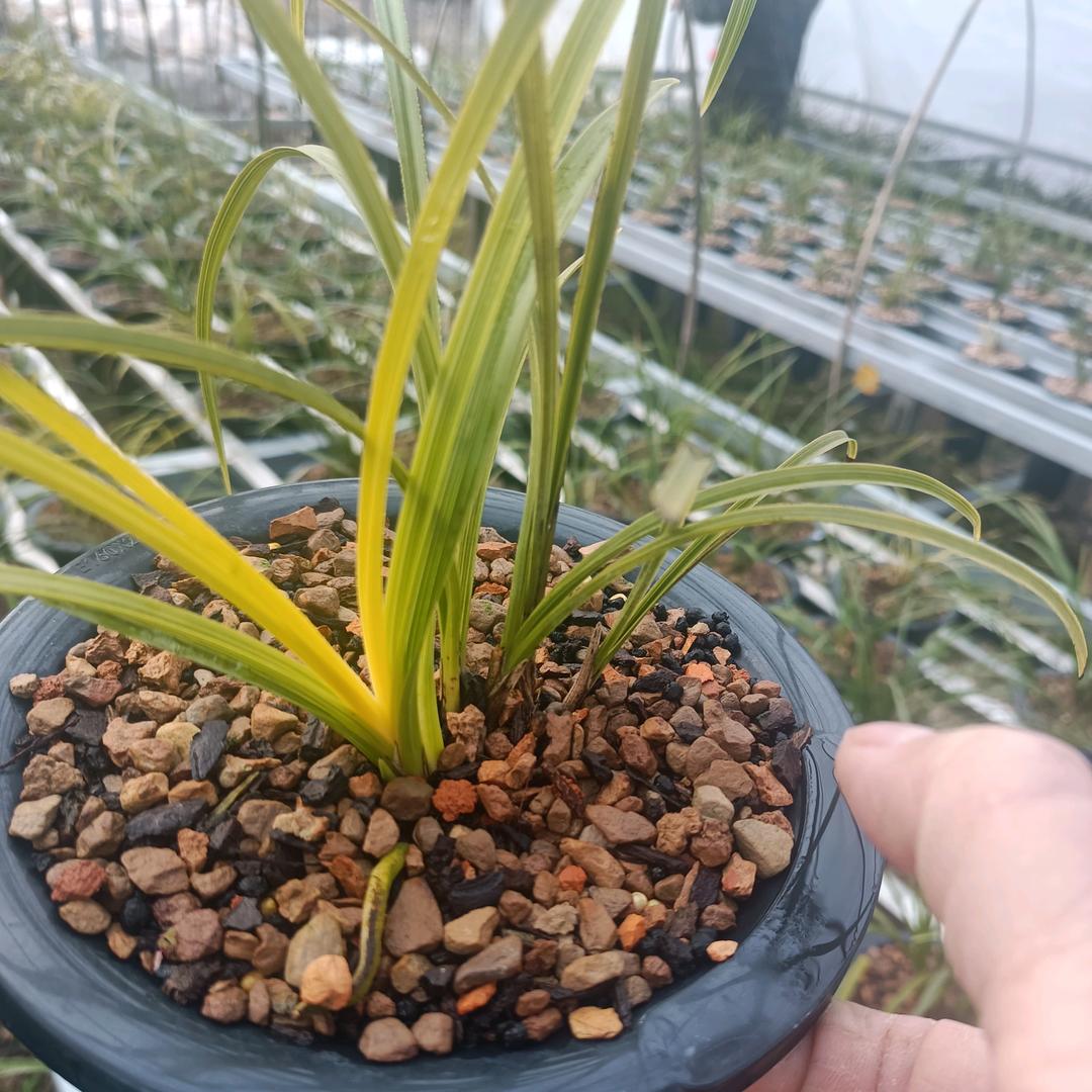 好运连连🔥🔥