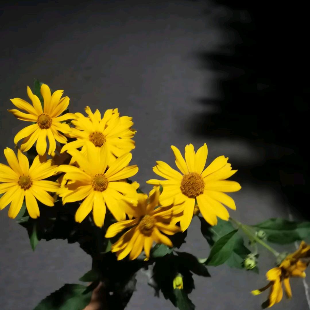 青灰