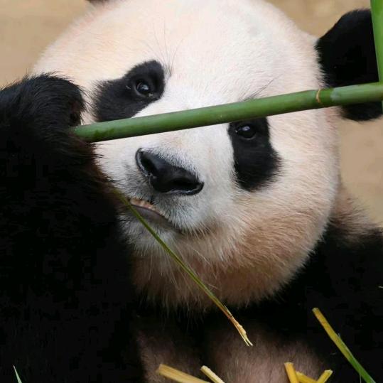 美好时光