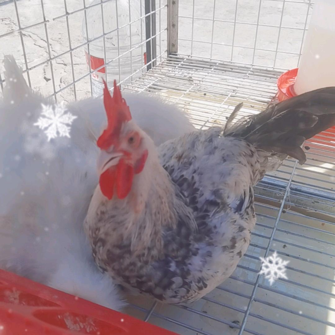 中牟县鸡鸭鹅～活禽现宰