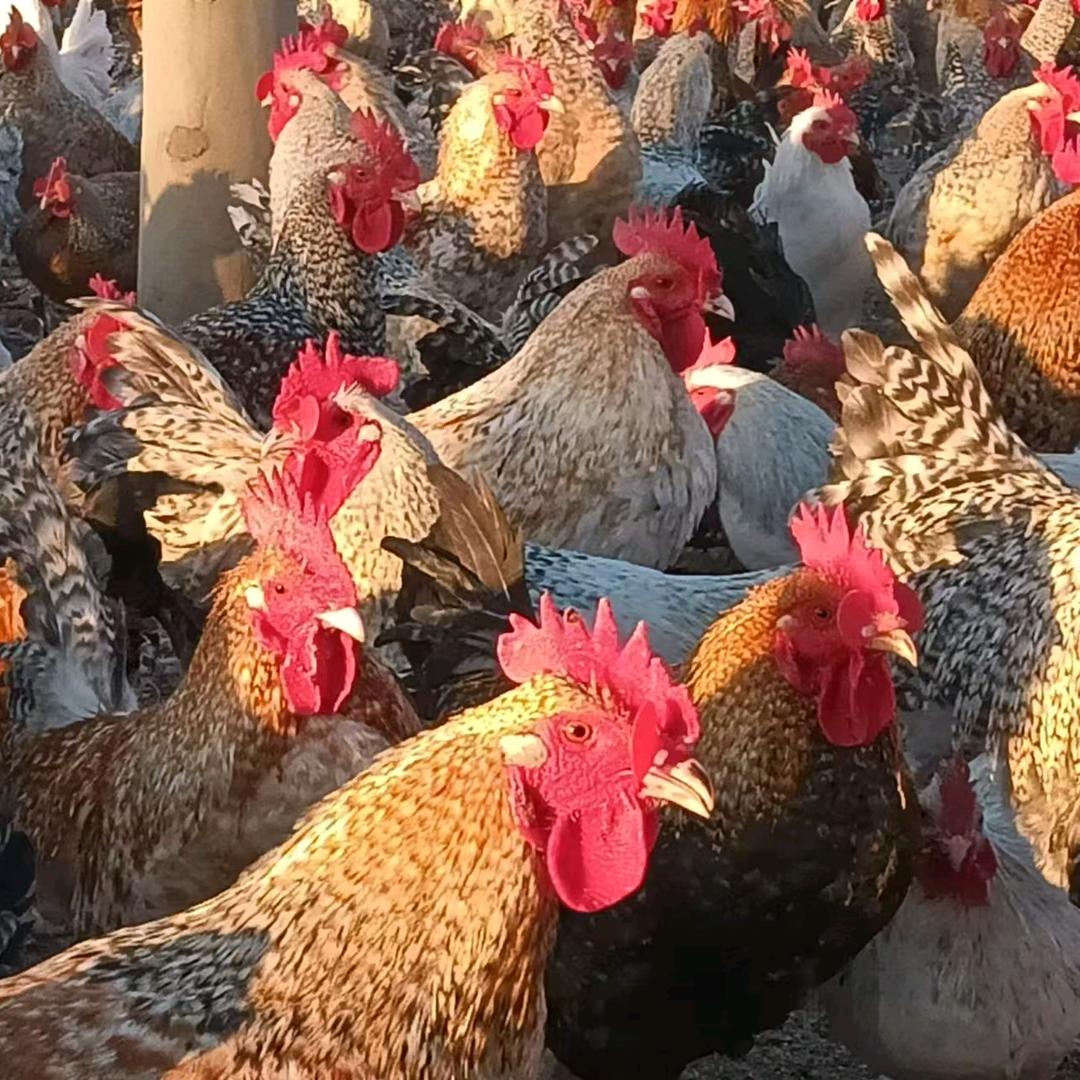 刘不住你的❤️就刘住你的人