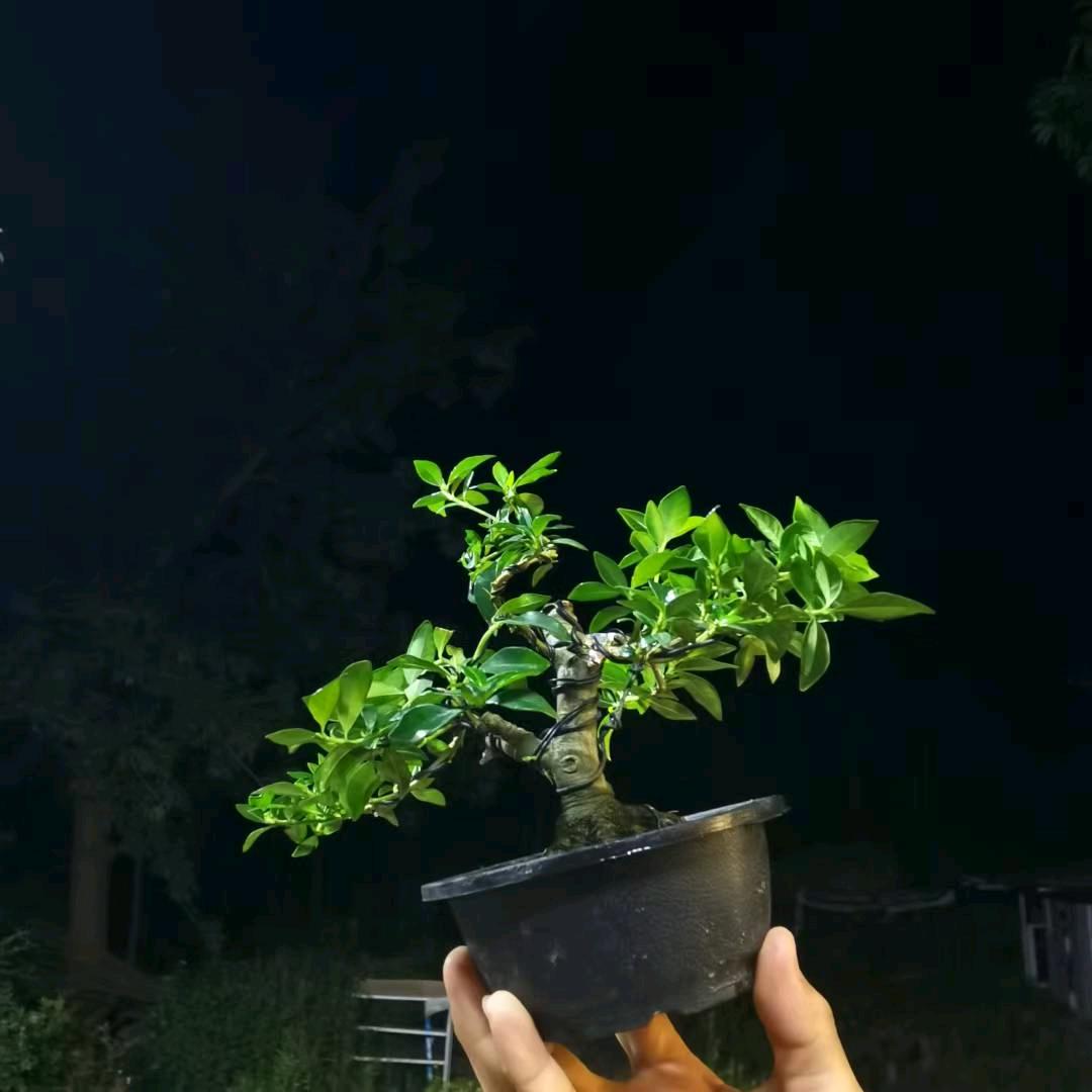 雅乐盆景园艺