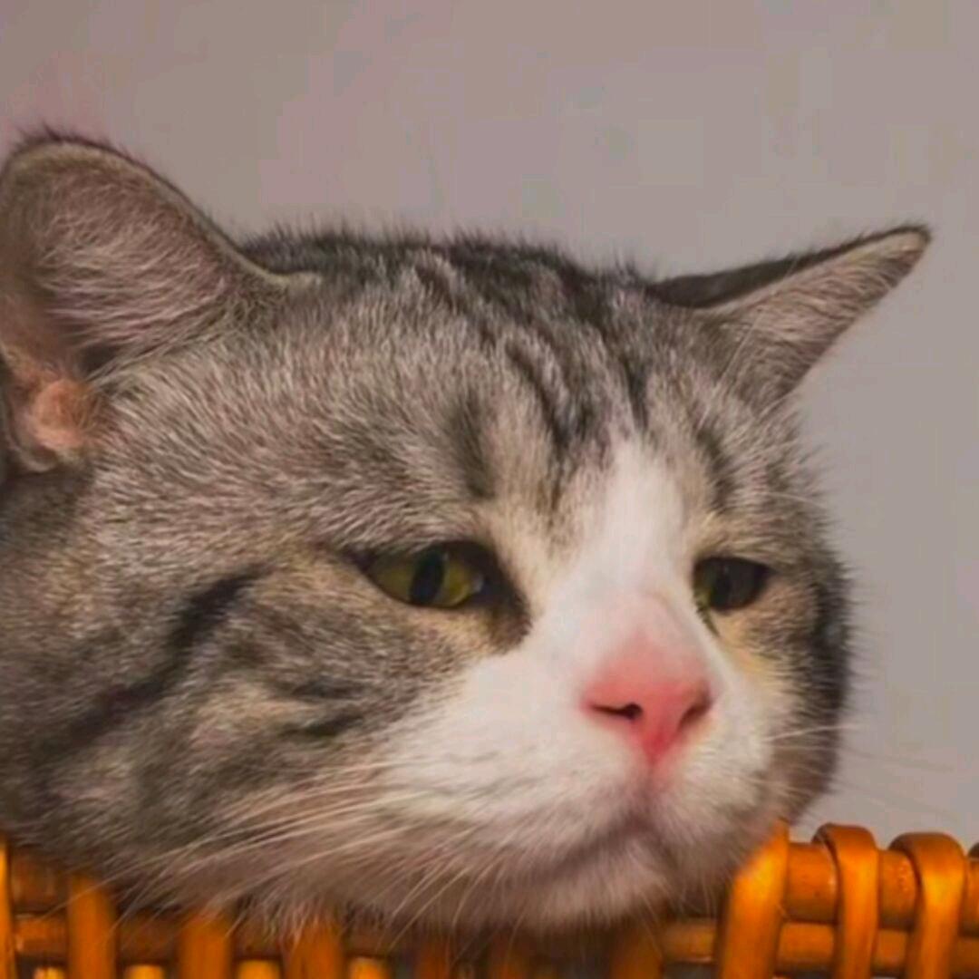 是痴痴鸭૮₍⑅˶•▿•˶⑅₎ა