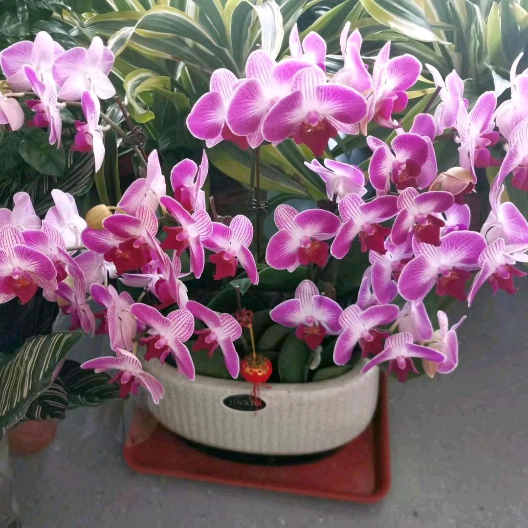 没有你我会慌