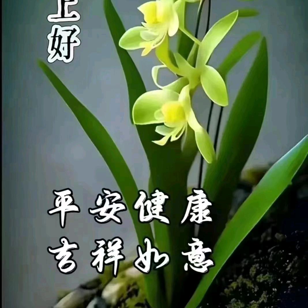 茗清  烟火生活