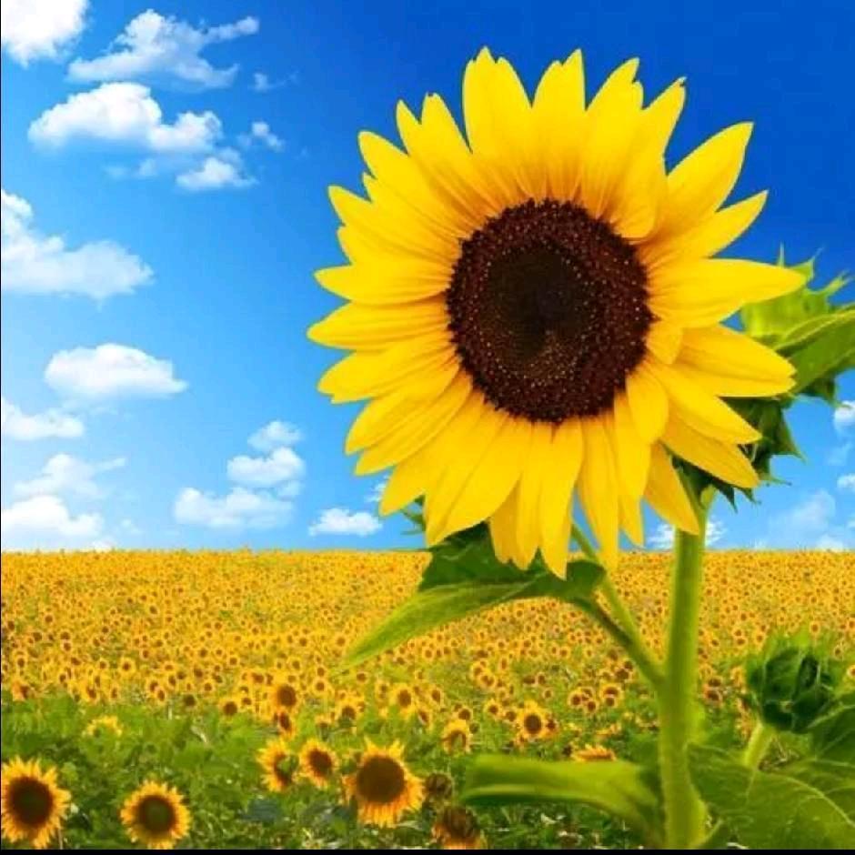 🌈梦想成真🌻