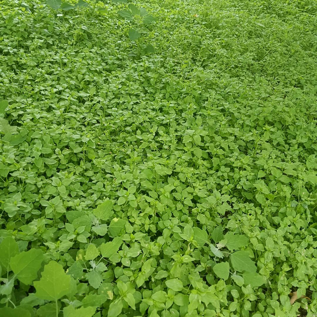 我是一个老果农