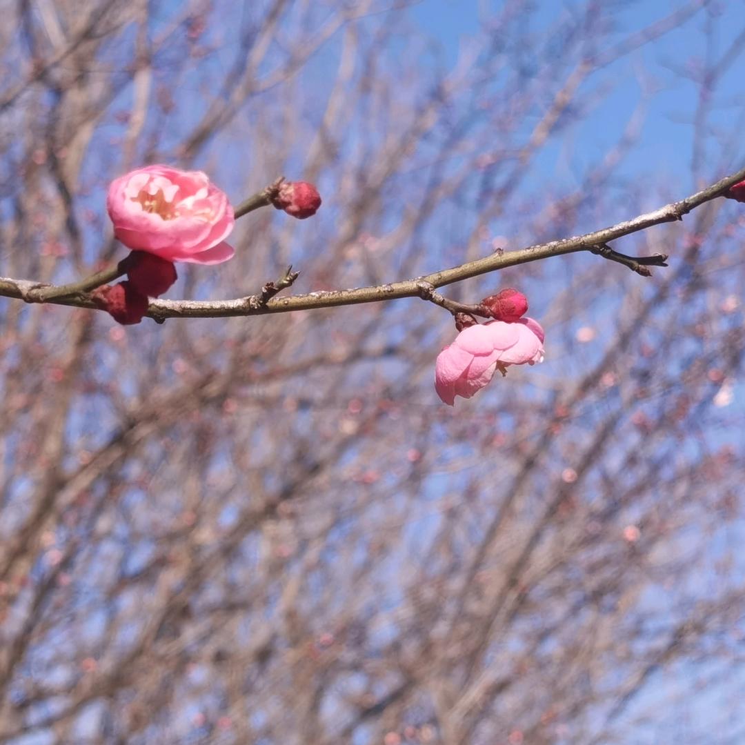 芹修医道埠康养