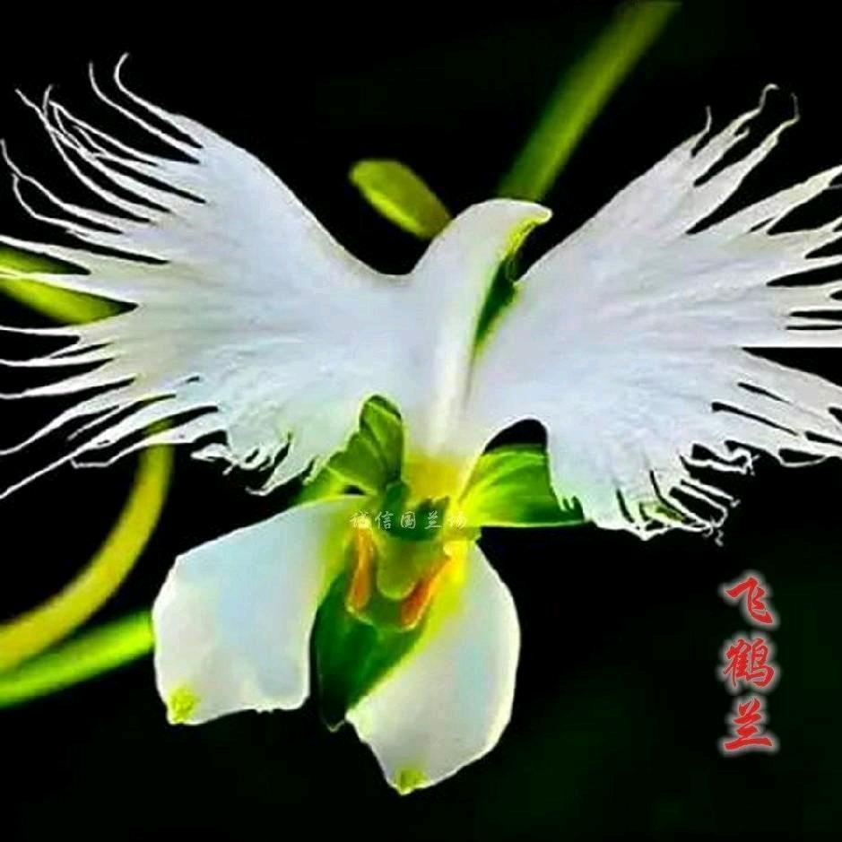 豆豆逗抖