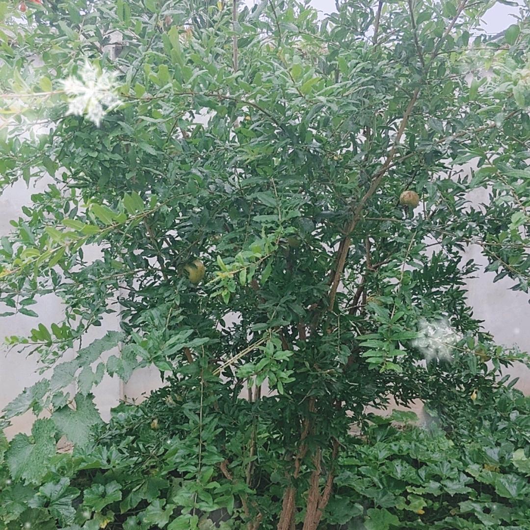 平淡一生