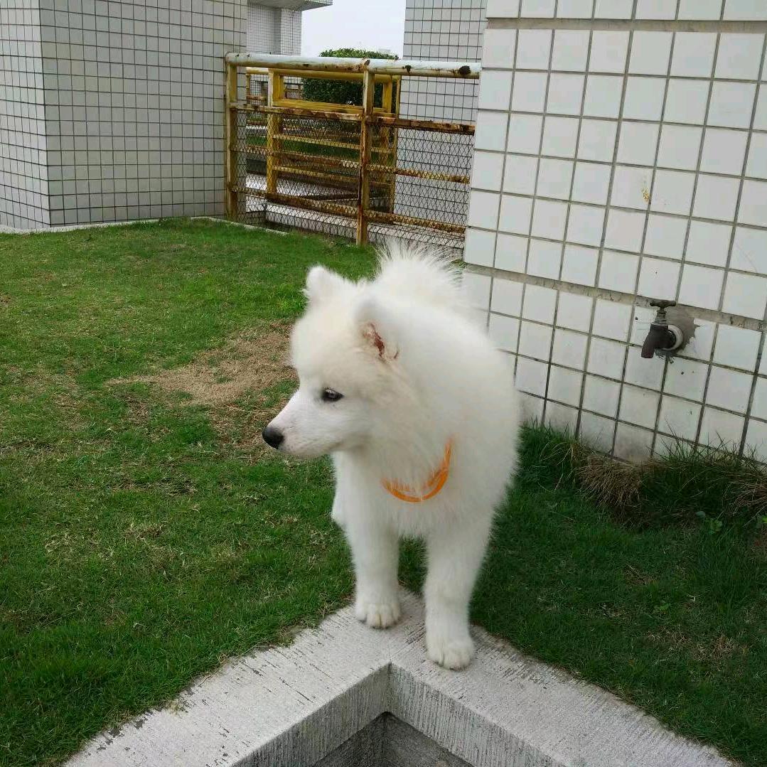 坦克小小