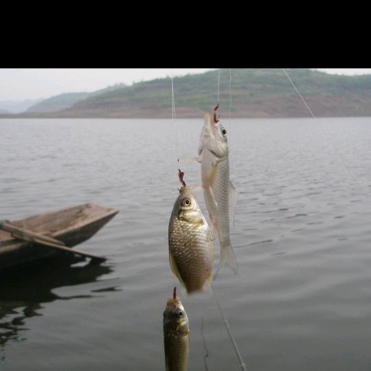 鱼神(顶尖钓法)