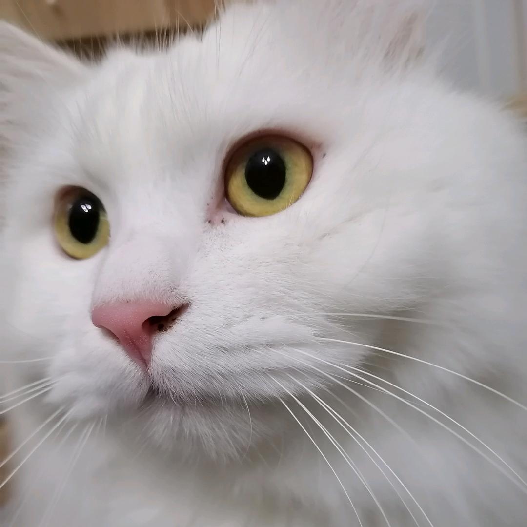 猫宁喵头像